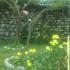 Apartments Popovic- Risan, private accommodation in city Risan, Montenegro - 63.Mandarine i ruže